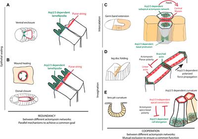 Functions of Arp2/3 Complex in the Dynamics of Epithelial Tissues